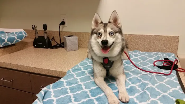 West Hollywood Animal Hospital 7