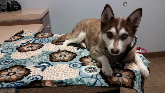 West Hollywood Animal Hospital 9