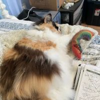 Sunset Animal Hospital ico