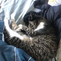 The Vets - At Home Pet Care LA ico