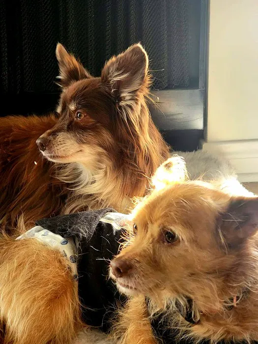 Beverly Hills Small Animal Hospital - John Winters DVM 2
