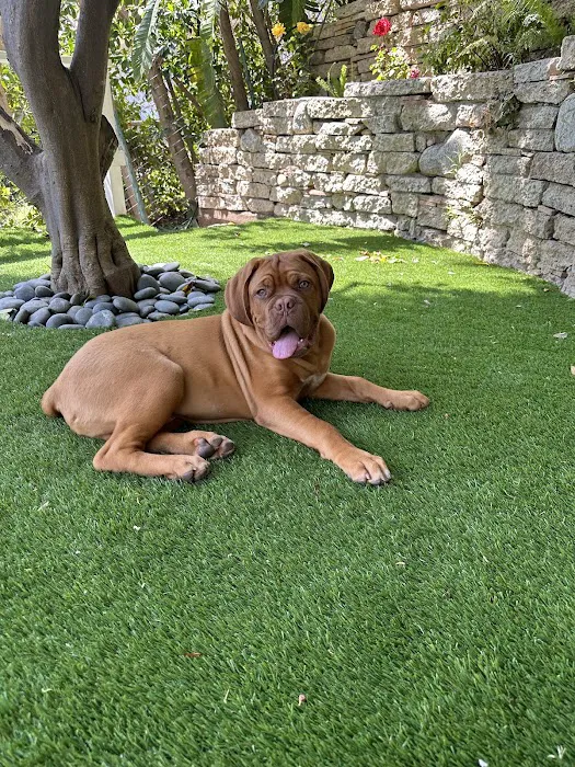 Beverly Hills Small Animal Hospital - John Winters DVM 5