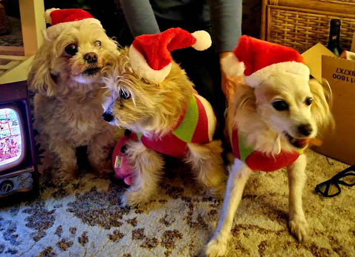 Beverly Hills Small Animal Hospital - John Winters DVM 3