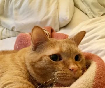 Beverly Hills Small Animal Hospital - John Winters DVM