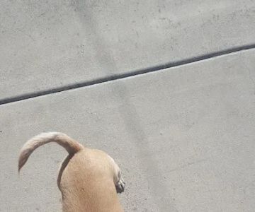 Emergency Pet Hospital of Glendora