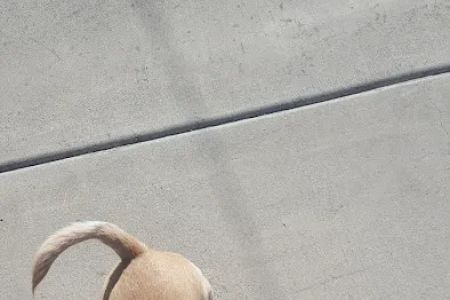 Emergency Pet Hospital of Glendora