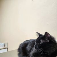 Elwood Animal Clinic ico