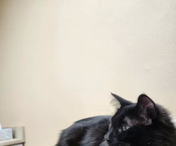 Elwood Animal Clinic