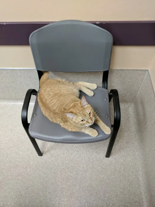 Elwood Animal Clinic 6