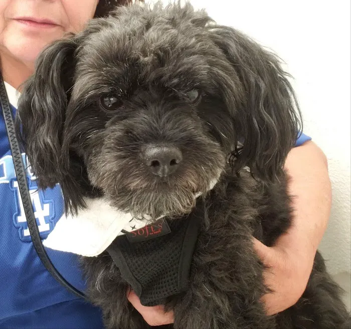 Elwood Animal Clinic 5