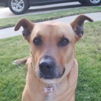 Banfield Pet Hospital ico
