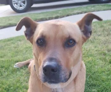 Banfield Pet Hospital