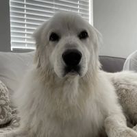 San Dimas Pet Clinic ico