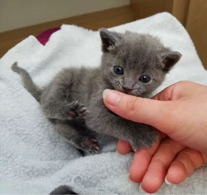 Glendora Pet Care Center 4