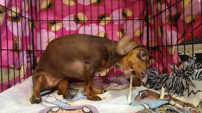 Glendora Pet Care Center 7