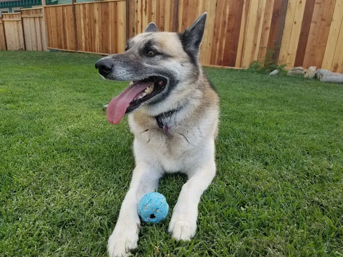 San Dimas Animal Hospital 4