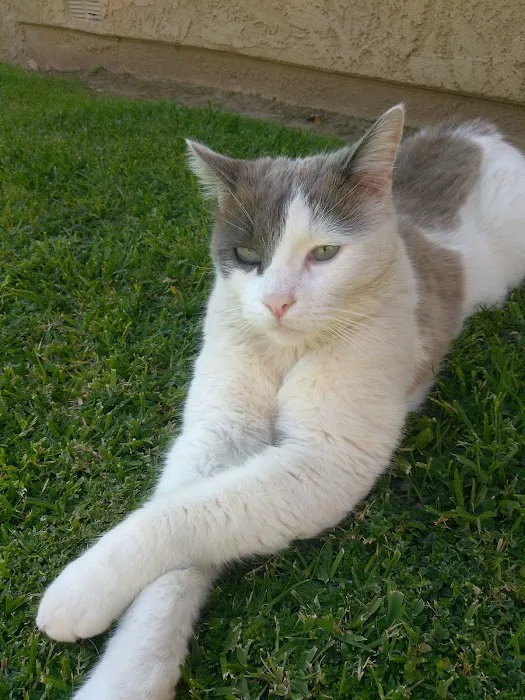 San Dimas Animal Hospital 7