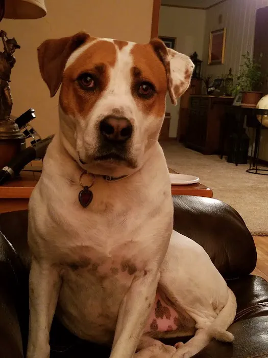 San Dimas Animal Hospital 2