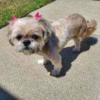 San Dimas Animal Hospital ico