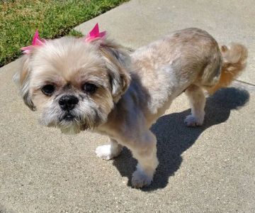 San Dimas Animal Hospital