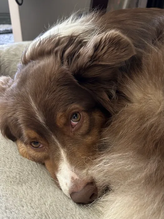 San Dimas Animal Hospital 3