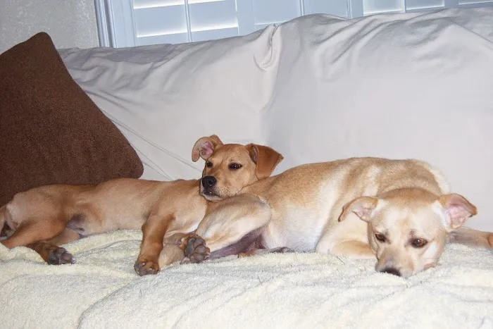 San Dimas Animal Hospital 8