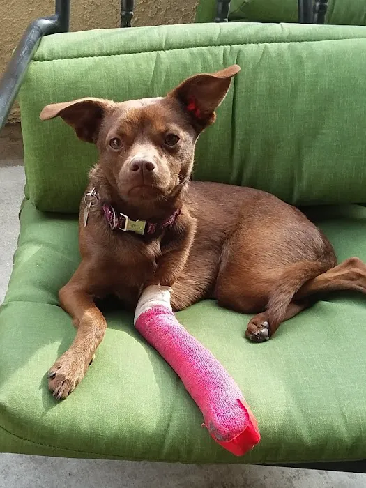 San Dimas Animal Hospital 9
