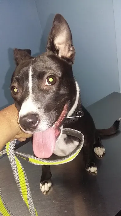 Blue Cross Animal Hospital 12