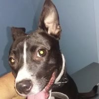 Blue Cross Animal Hospital ico