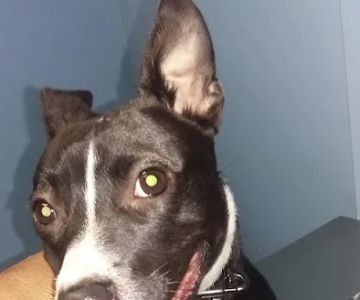 Blue Cross Animal Hospital