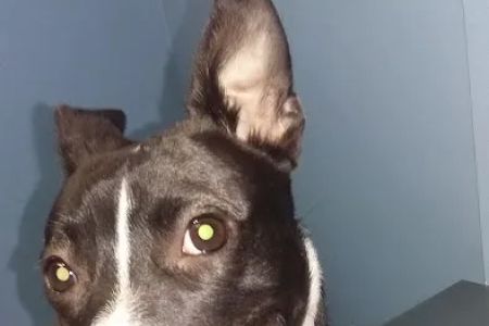 Blue Cross Animal Hospital