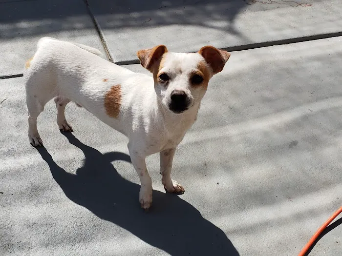 Blue Cross Animal Hospital 12