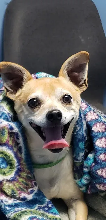 Blue Cross Animal Hospital 12
