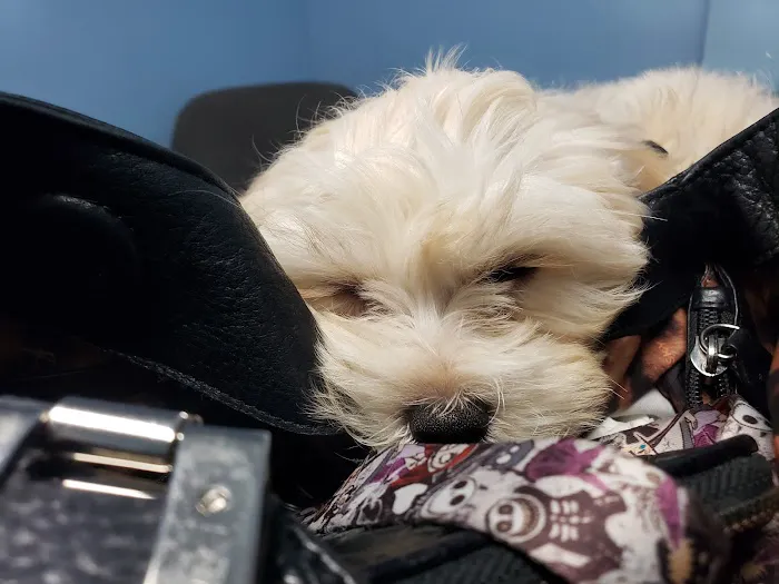 Blue Cross Animal Hospital 12