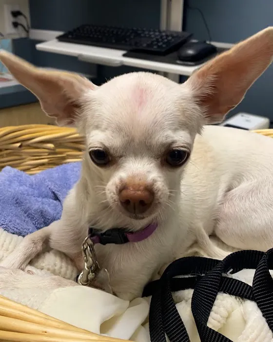 Peppertree Animal Hospital 10