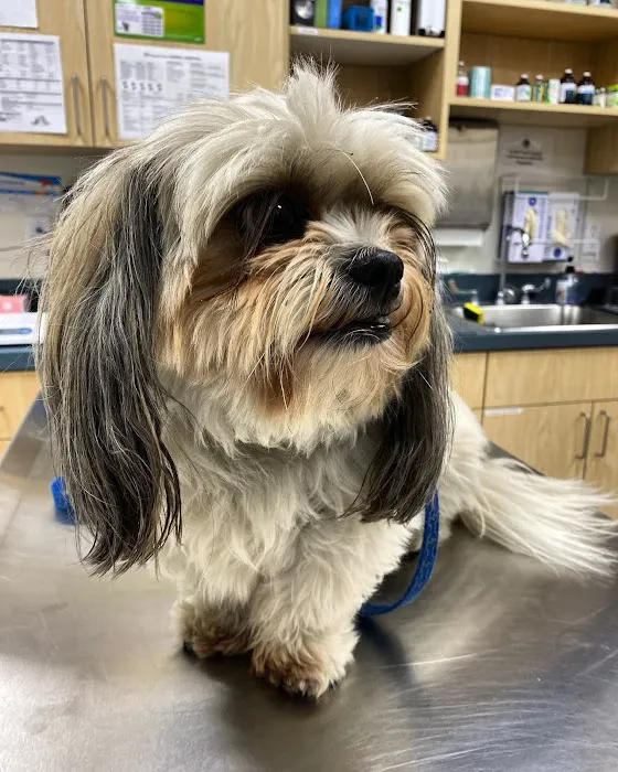 Peppertree Animal Hospital 4
