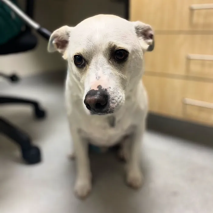 Peppertree Animal Hospital 7