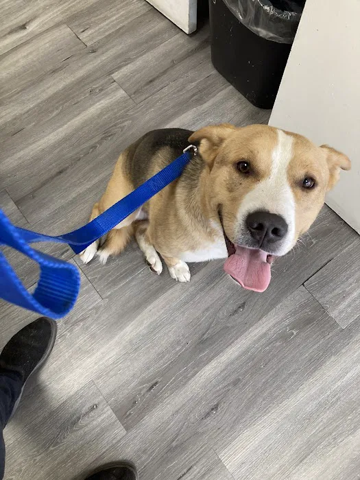 Francis Animal Hospital 12