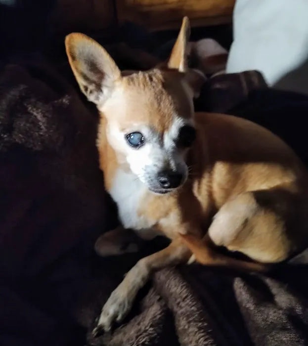 Francis Animal Hospital 12