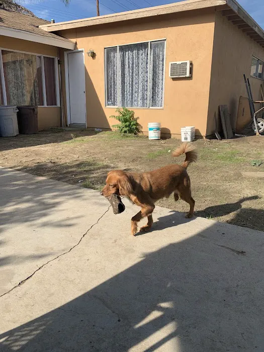 Francis Animal Hospital 12