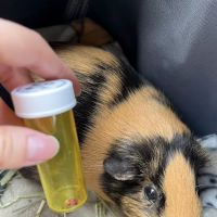 Chaparral Pet Hospital ico