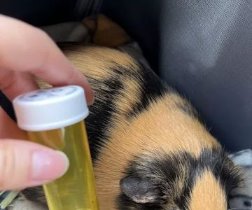 Chaparral Pet Hospital
