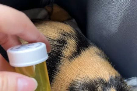Chaparral Pet Hospital