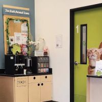 Banfield Pet Hospital ico