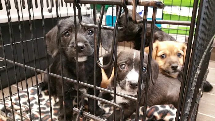 Banfield Pet Hospital 12