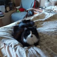 Citrus Veterinary Clinic ico