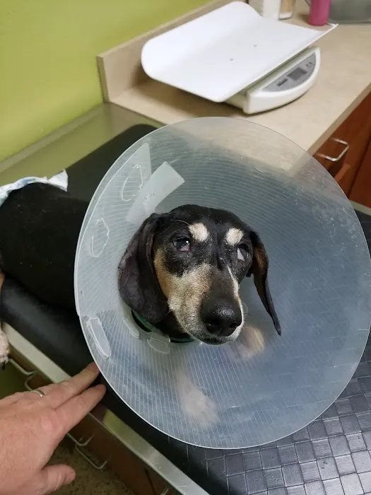 Petco Vaccination Clinic 3