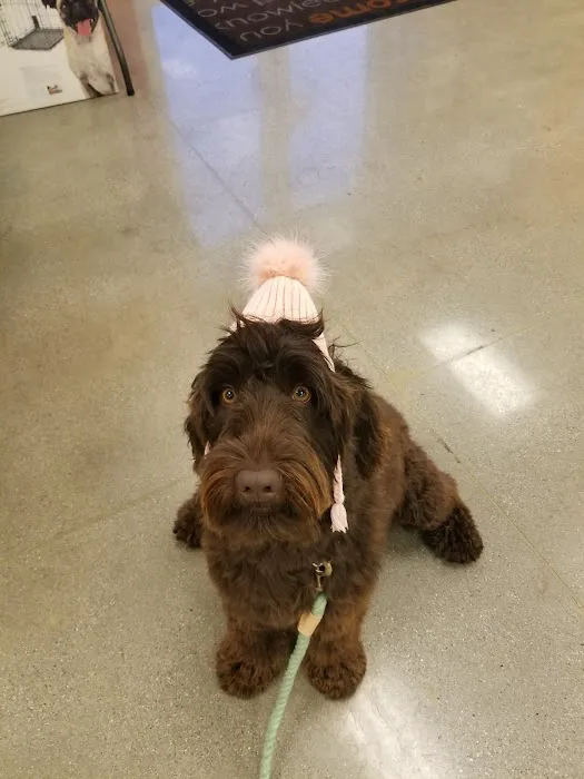 Petco Vaccination Clinic 1