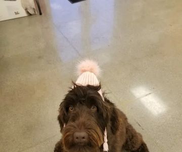 Petco Vaccination Clinic