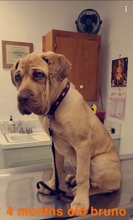 City Pet Hospital 12